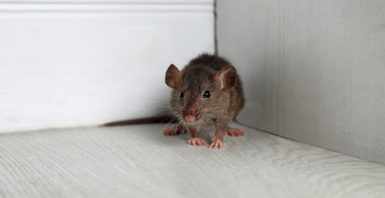 infestation de rats