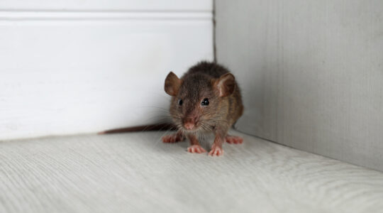 infestation de rats